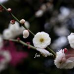 梅の花