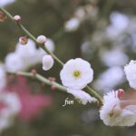 梅の花