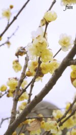 蝋梅（ロウバイ）