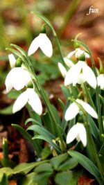 スノードロップ