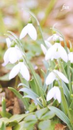 スノードロップ