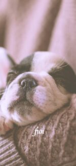 抱かれている犬