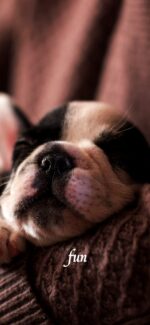 抱かれている犬