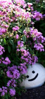 ピンクの花と笑顔の石