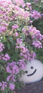 ピンクの花と笑顔の石