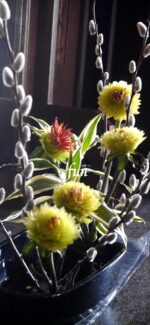 ネコヤナギと生け花