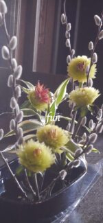 ネコヤナギと生け花