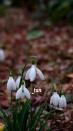 スノードロップ
