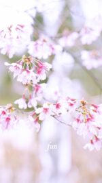 おかめ桜
