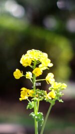 菜の花
