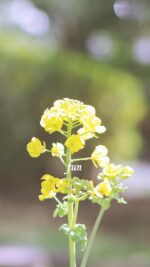 菜の花
