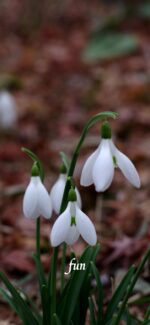 スノードロップ