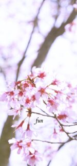 おかめ桜
