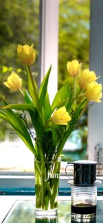 黄色のチューリップ