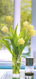 黄色のチューリップ