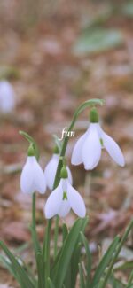 スノードロップ