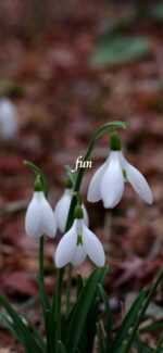スノードロップ
