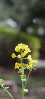 菜の花