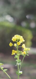 菜の花