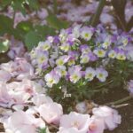 ビオラとツバキ