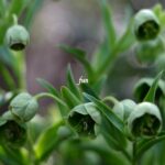 クリスマスローズ