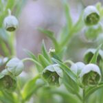 クリスマスローズ