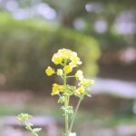 菜の花