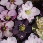 クレマチス（テッセン）