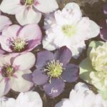 クレマチス（テッセン）