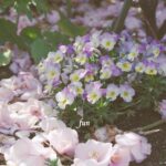 ビオラとツバキ