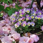 ビオラとツバキ