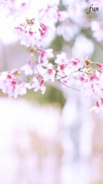 おかめ桜