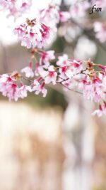 おかめ桜