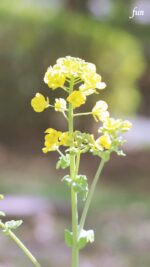 菜の花