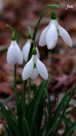 スノードロップ