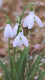 スノードロップ