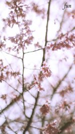 おかめ桜