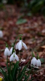 スノードロップ
