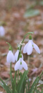 スノードロップ