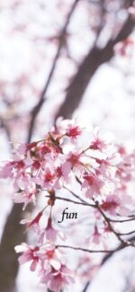 おかめ桜