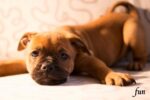 iPhone8・7・6・6s・SE2ロック画面等の犬の無料壁紙・待受けを配信中