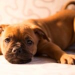 iPhone8・7・6・6s・SE2ロック画面等の犬の無料壁紙・待受けを配信中