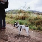 iPhone8・7・6・6sPlusロック画面等の犬の無料壁紙・待受けを配信中