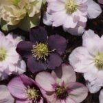 iPad10.2インチロック画面等のシンプルな花の無料壁紙・待受けを配信中