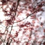 iPadPro11インチロック画面等の花の無料壁紙・待受けを配信中