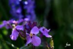iPhone・iPadロック画面等の花の無料壁紙・待受けを配信中