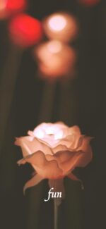 バラのイルミネーション