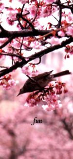 桜と鳥
