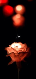 バラのイルミネーション