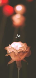 バラのイルミネーション